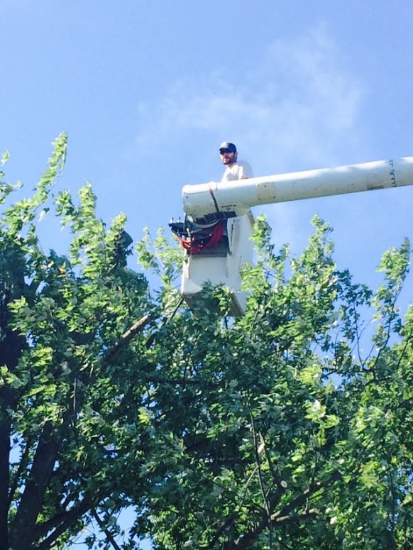 Aerial lift in treetops