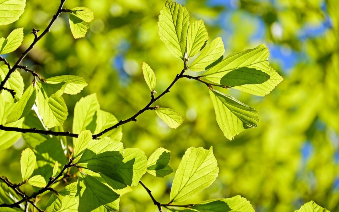 image of tree leaves
