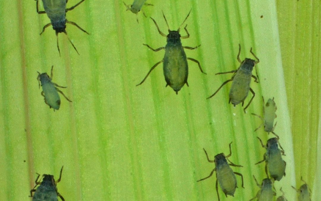Image of many Aphids on a leaf