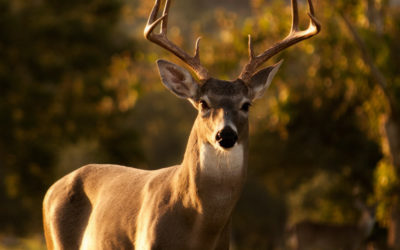 Protect Your Trees from Deer This Fall