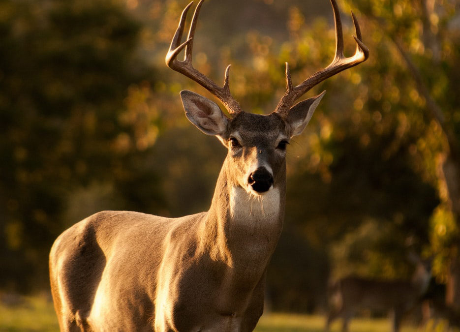 image of a buck in yard