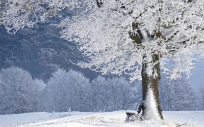 Winter Tree Care Checklist