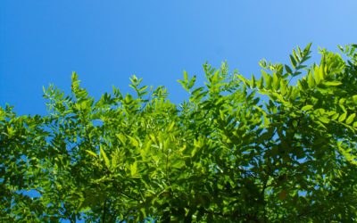 Summer Tree Care Checklist