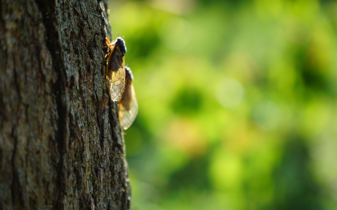 How To Protect Your Trees From Cicadas