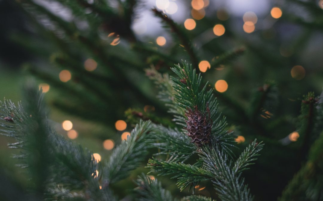 How to Pick the Right Christmas Tree for Your Home