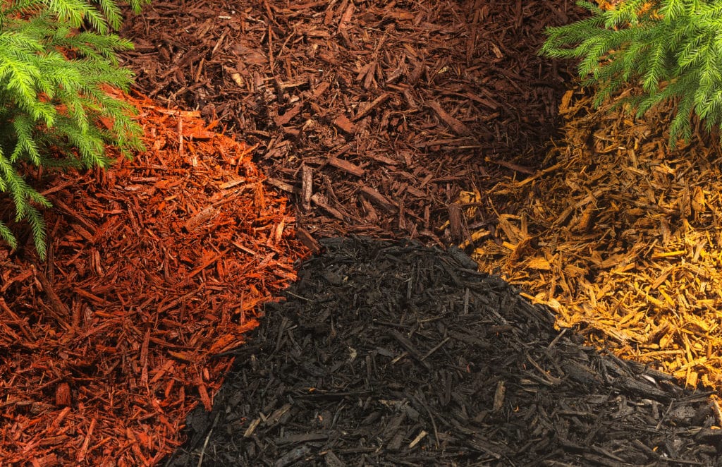 Should I Mulch My Trees in the Winter? Yes!