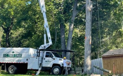 What are the Benefits of Having a Bucket Truck When Tree Trimming?   