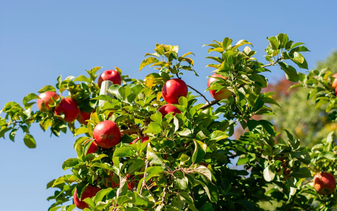 The Best Fruit Trees for Your Northern Virginia Home