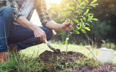 How to Propagate New Trees Yourself to Save Money