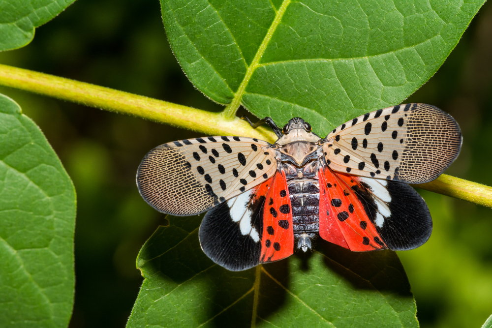 The Spotted Lanternfly and the Tree of Heaven: An Unholy Alliance