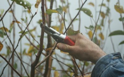 Why Fall is the Best Time for Tree Pruning: November Pruning Tips
