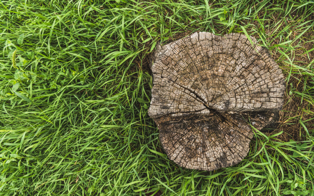 How Stump Removal Can Help Keep Your Yard Pest-Free